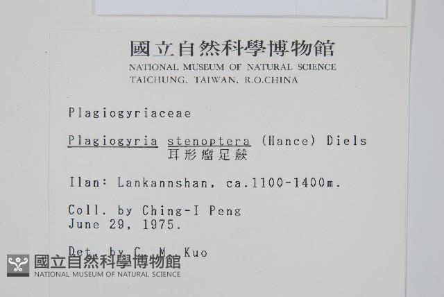 耳形瘤足蕨藏品圖，第2張