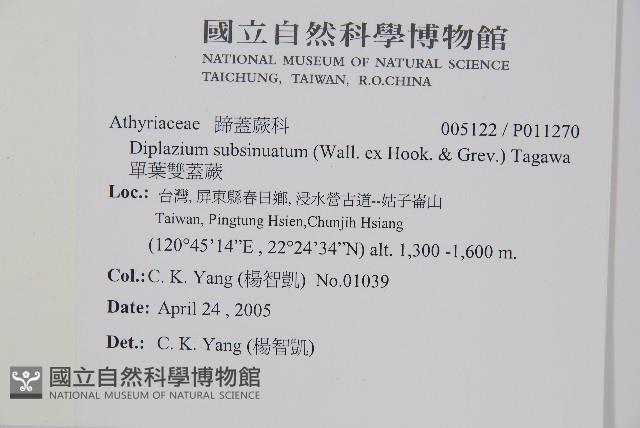 單葉雙蓋蕨藏品圖，第5張