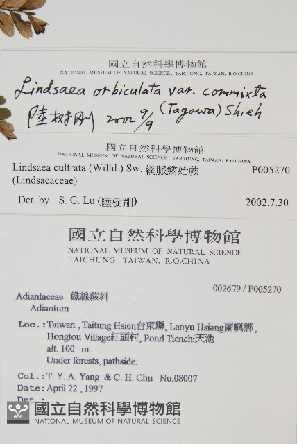 海島陵齒蕨藏品圖，第2張