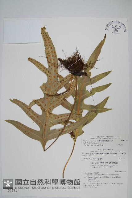 海岸星蕨藏品圖，第1張