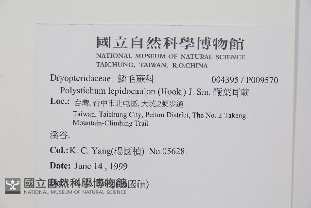 鞭葉耳蕨藏品圖，第2張