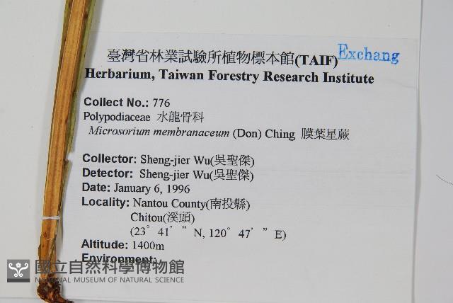 膜葉星蕨藏品圖，第2張
