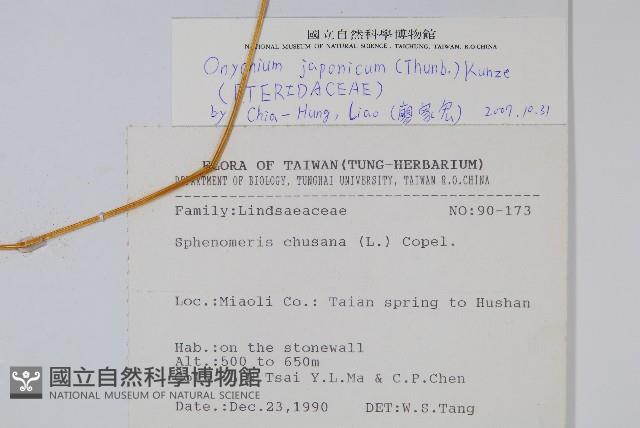 日本金粉蕨藏品圖，第2張