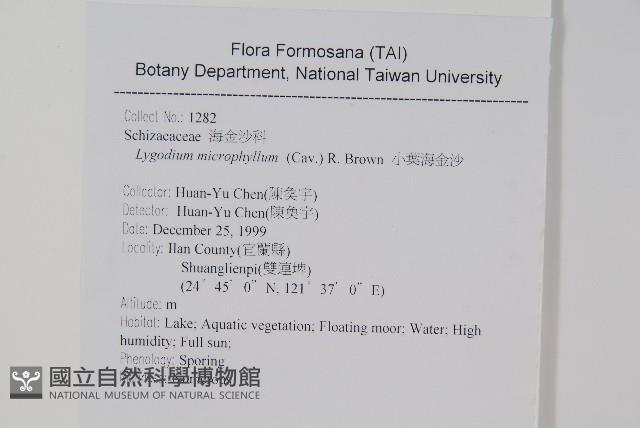 小葉海金沙藏品圖，第2張