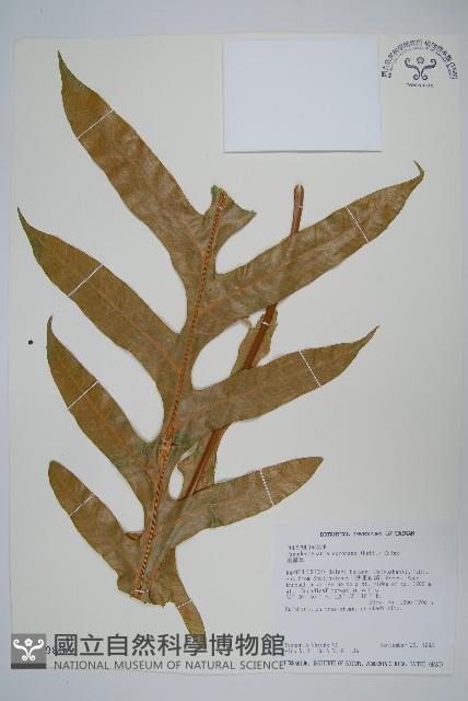 崖薑蕨藏品圖，第1張