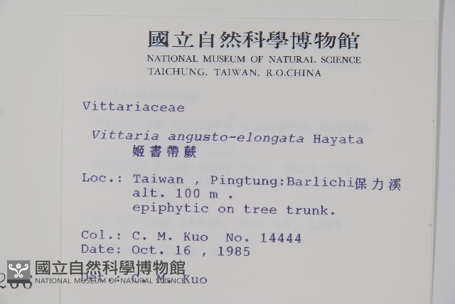 姬書帶蕨藏品圖，第2張