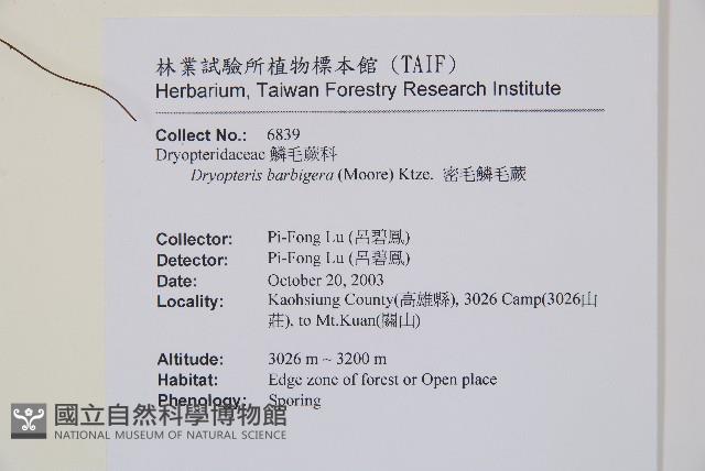 密毛鱗毛蕨藏品圖，第2張