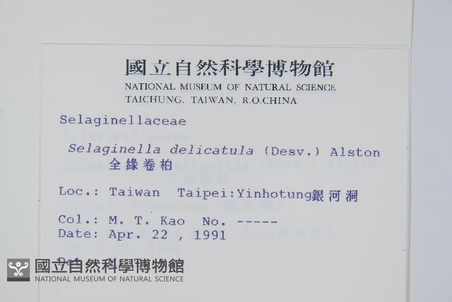 全緣卷柏藏品圖，第2張