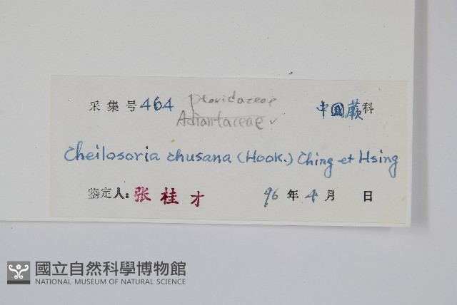 毛軸碎米蕨藏品圖，第2張