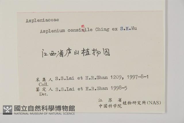 相似鐵角蕨藏品圖，第5張