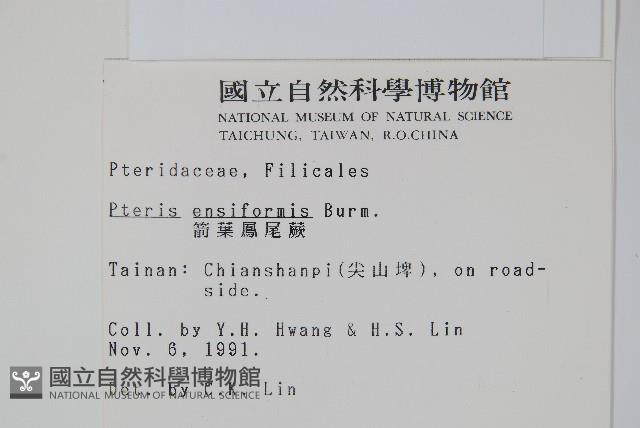 箭葉鳳尾蕨藏品圖，第2張