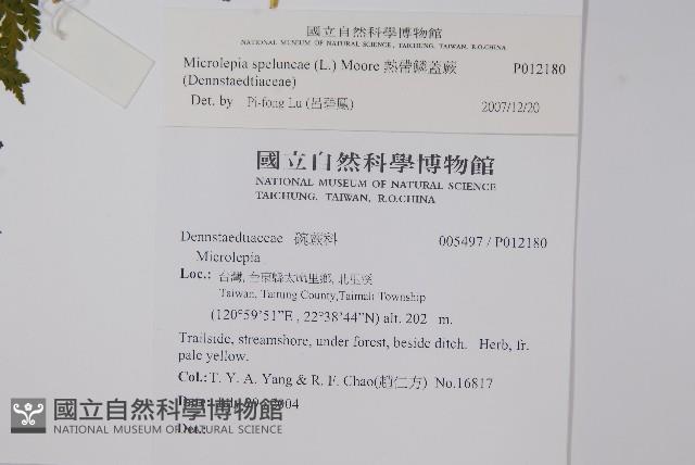 熱帶鱗蓋蕨藏品圖，第2張