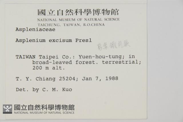 剪葉鐵角蕨藏品圖，第2張