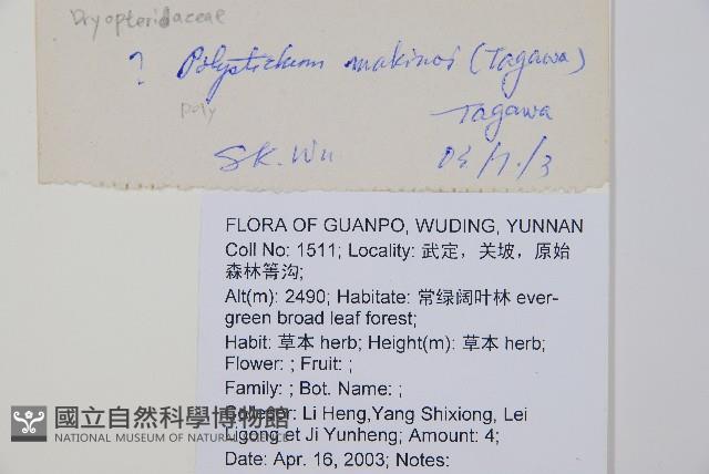 黑鱗耳蕨藏品圖，第2張