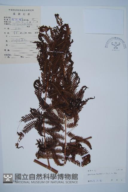 金狗毛蕨藏品圖，第1張