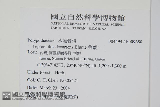 萊蕨藏品圖，第2張