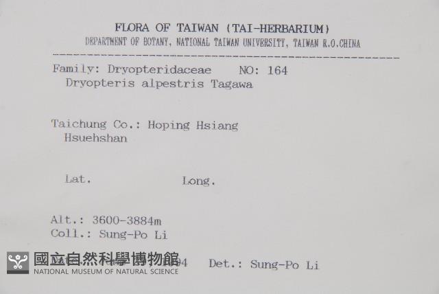 腺鱗毛蕨藏品圖，第2張