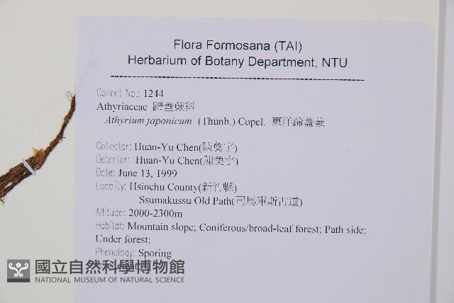 東洋蹄蓋蕨藏品圖，第2張