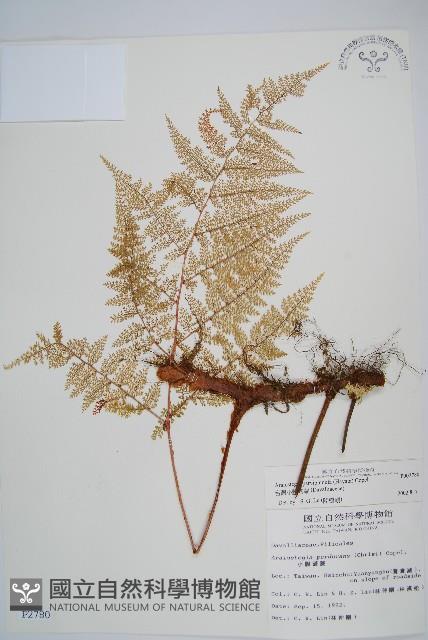 台灣小膜蓋蕨藏品圖，第1張