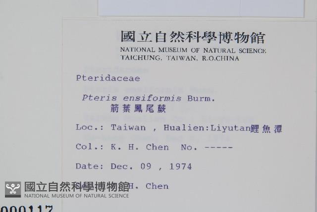 箭葉鳳尾蕨藏品圖，第2張