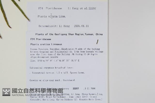 鱗蓋鳳尾蕨藏品圖，第2張