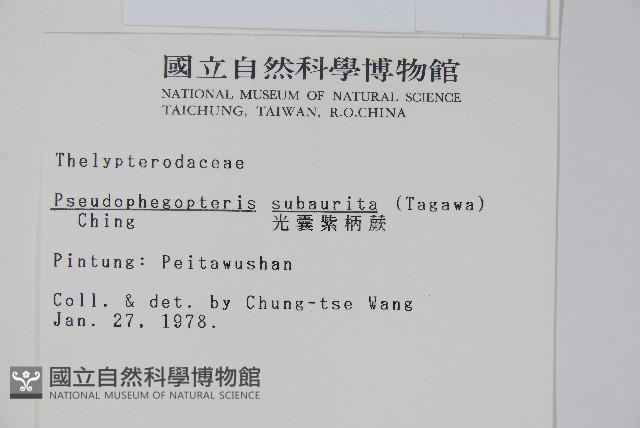 光囊紫柄蕨藏品圖，第2張