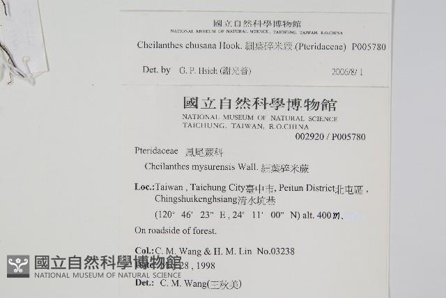 細葉碎米蕨藏品圖，第2張