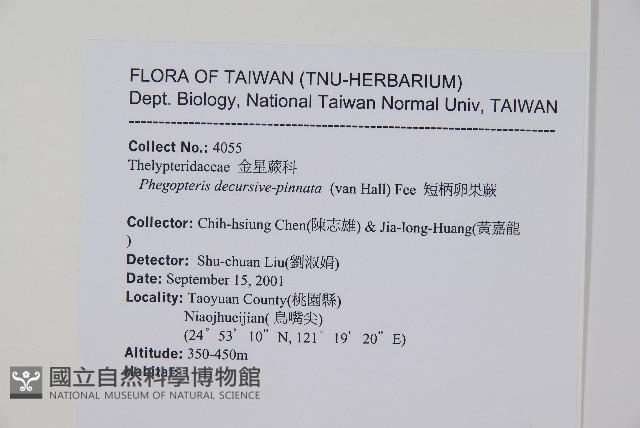 翅軸假金星蕨、短柄卵果蕨藏品圖，第2張