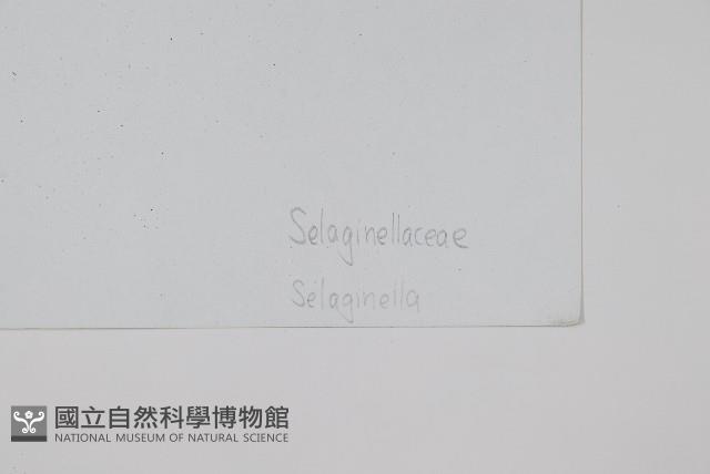 登錄號:P003780藏品圖，第2張