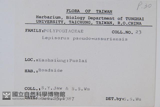 擬烏蘇里瓦葦藏品圖，第2張