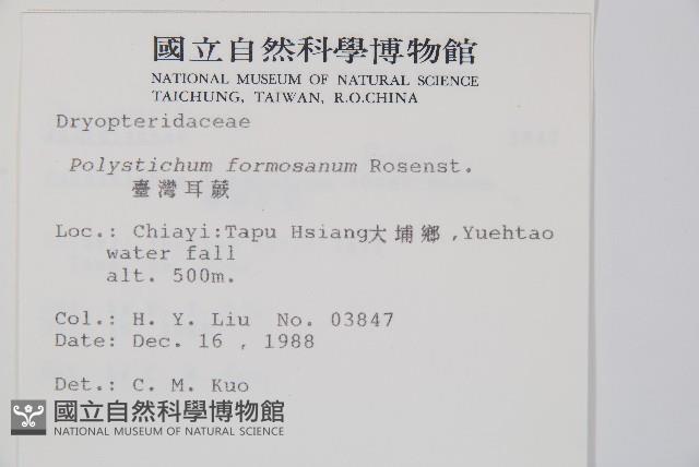 臺灣耳蕨藏品圖，第2張