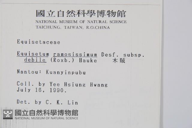 臺灣木賊藏品圖，第2張