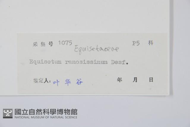 木賊藏品圖，第2張