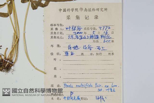 鳳尾蕨藏品圖，第2張