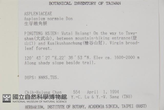生芽鐵角蕨藏品圖，第2張