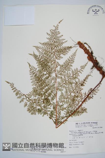 台灣小膜蓋蕨藏品圖，第1張