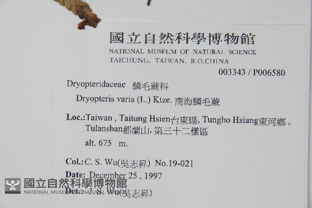 南海鱗毛蕨藏品圖，第2張