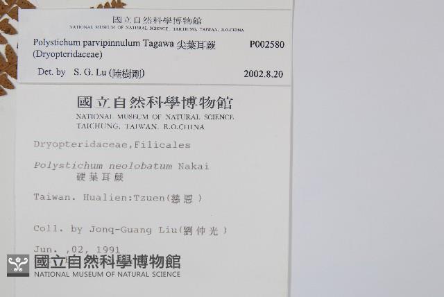 尖葉耳蕨藏品圖，第2張