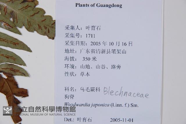 日本狗脊蕨藏品圖，第2張