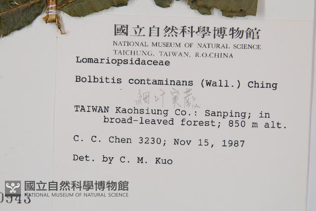 細葉實蕨藏品圖，第2張