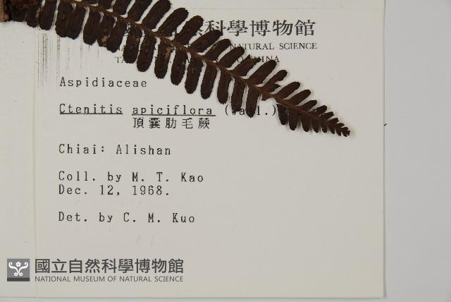 頂囊肋毛蕨藏品圖，第2張