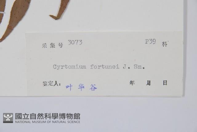 貫眾蕨藏品圖，第2張