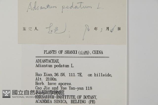 掌葉鐵線蕨藏品圖，第2張