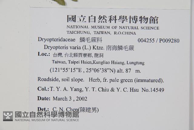 南海鱗毛蕨藏品圖，第2張