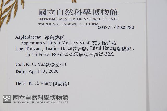 威氏鐵角蕨藏品圖，第2張