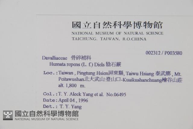 阿里山陰石蕨藏品圖，第2張