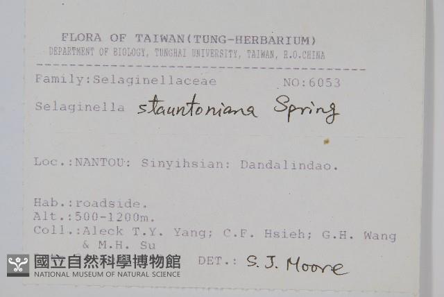 擬密葉卷柏藏品圖，第2張