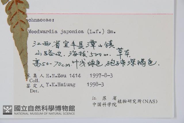 Japanese chain fern Collection Image, Figure 2, Total 5 Figures