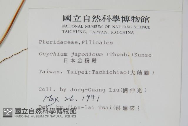 日本金粉蕨藏品圖，第2張