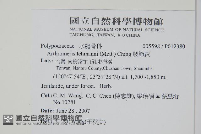 肢節蕨藏品圖，第2張